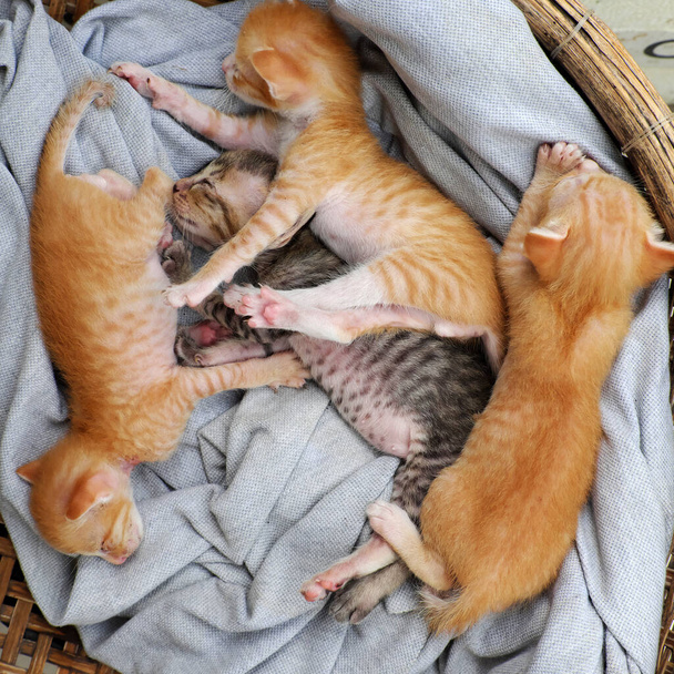 Grappige scène van hoog zicht met vier pasgeboren kitten slapen samen, schattig, humor en mooie baby dier met stijl van liggen neer wanneer slapen in mand - Foto, afbeelding