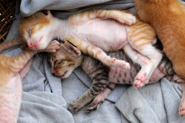 Cena engraçada de vista alta com quatro gatinhos recém-nascidos dormindo juntos, fofos, humor e animais bonitos com estilo de deitar quando dormem na cesta
 - Foto, Imagem