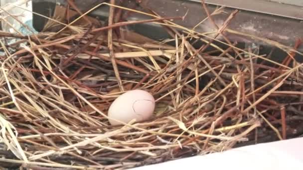 Primer plano de un huevo de paloma
 - Metraje, vídeo