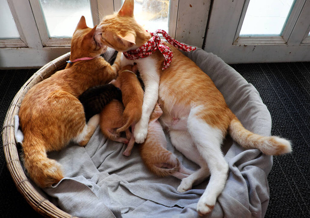 Υψηλή άποψη πορτοκαλί γάτα οικογένεια ξαπλώνουν μαζί σε καλαθάκι μπαμπού κοντά στην πόρτα, μητέρα γάτα, γάτα αδελφή και τέσσερα νεογέννητα γατάκια θηλάζουν  - Φωτογραφία, εικόνα
