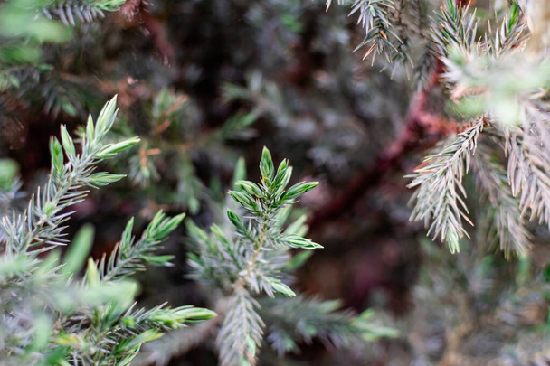 Young leaves of juniper. Coniferous tree with thin, small and soft needles. Light green tips of branches in late spring in may. Natural vegetation background - Fotografie, Obrázek