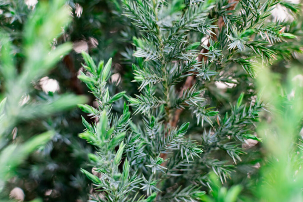 Young leaves of juniper. Coniferous tree with thin, small and soft needles. Light green tips of branches in late spring in may. Natural vegetation background - Fotografie, Obrázek