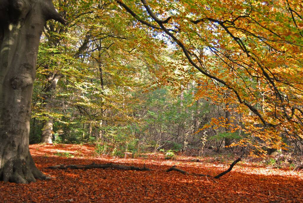 A beautiful scenery of a park with a lot of trees and fallen autumn leaves - Fotó, kép