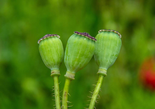 A closeup shot of green poppy fruits under the sunlight - Foto, Imagen