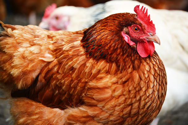 Kanat perinteisellä vapaana kasvatettavalla siipikarjatilalla - Valokuva, kuva