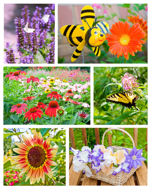 Collage fleurs de jardin
. - Photo, image