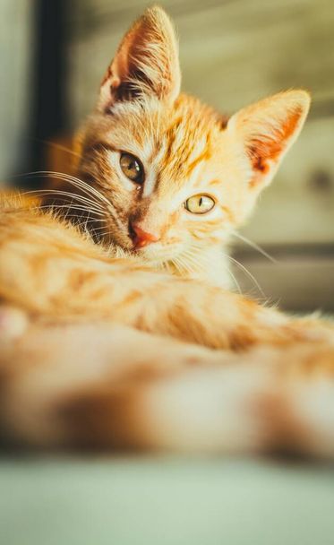 A closeup shot of a cute fluffy orange domestic cat - 写真・画像