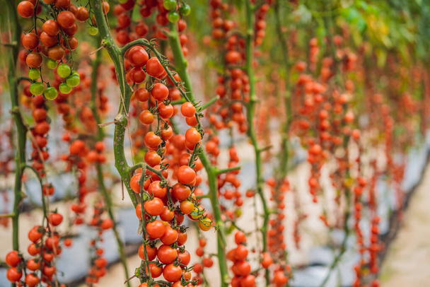 Farm of tasty red cherry tomatoes on the bushes - Zdjęcie, obraz