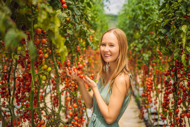 Woman and red cherry tomatoes on the bushes - Foto, Imagen