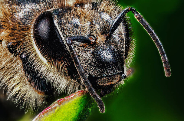 Портрет крупного плана пчелиного макро
 - Фото, изображение