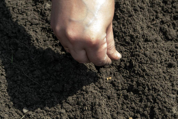 La mano siembra semillas en el suelo
 - Foto, Imagen