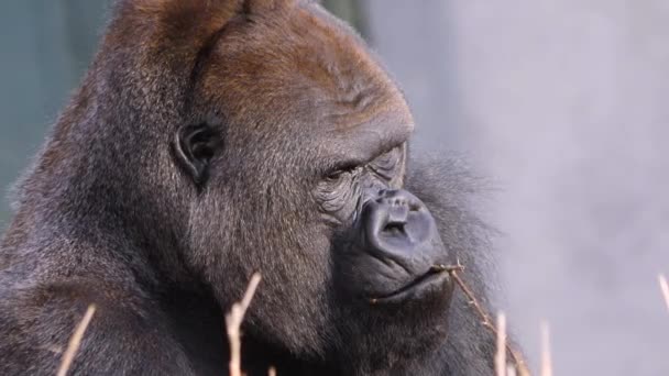 Close up of silver back gorilla  - Metraje, vídeo