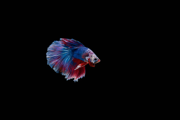 Όμορφη πολύχρωμη σιαμαία betta ψάρια  - Φωτογραφία, εικόνα