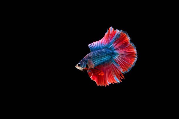 Όμορφη πολύχρωμη σιαμαία betta ψάρια  - Φωτογραφία, εικόνα