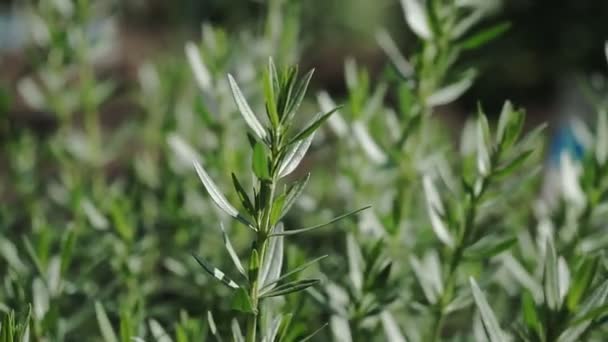 Rosemary bunch, gardening concept. Green perennial rosemary herb close up. - Footage, Video