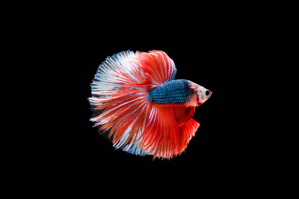 Schöne bunte siamesische Beta-Fische  - Foto, Bild