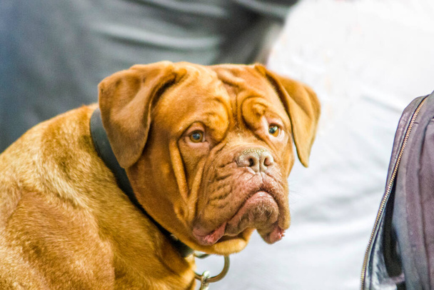 Dogue of Bordeaux guard and defense dog protects the family, looks threatening - Photo, Image