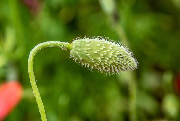 A closeup shot of a green poppy bud - Photo, image