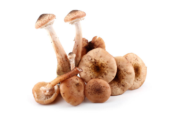 Honey fungus mushrooms isolated on white - Foto, Bild