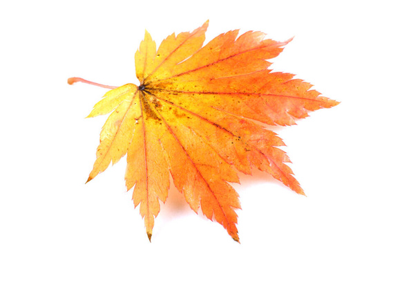 hojas de otoño aisladas sobre fondo blanco - Foto, Imagen