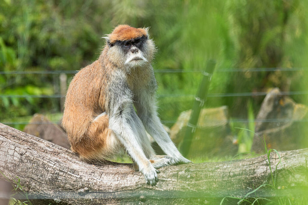 Patas-apina (Erythrocebus patas) eläintarhassa. - Valokuva, kuva