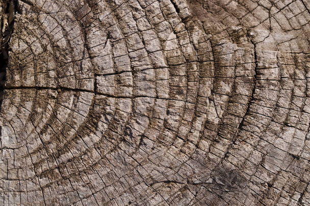 Oude houten getextureerde oppervlakte close-up. Mos en reliëf op het oppervlak. Stockfoto van oud houten patroon van oude planken met mos. Bruine en grijze kleuren op foto. - Foto, afbeelding