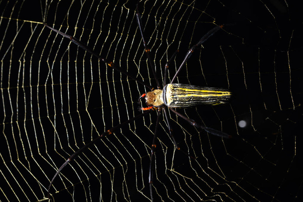 Μακρο αράχνη στον ιστό της αράχνης - Φωτογραφία, εικόνα