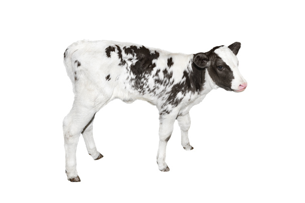 Piękne czarno-białe cętkowane cielę odizolowane na biało. Śmieszne małe krowy pełnej długości izolowane na białym tle. Zwierzęta gospodarskie. Cielę ukończyło dwa tygodnie życia. - Zdjęcie, obraz
