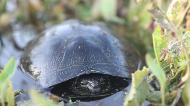 Bataklık kaplumbağası suyun altında saklanıyor. - Video, Çekim