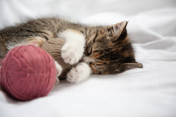 Pequeño gatito dormido con puntos de hilo de lana sobre un fondo blanco. Un gato joven está durmiendo dulcemente. Fondo, tarjeta de felicitación, rompecabezas, bandera
. - Foto, imagen