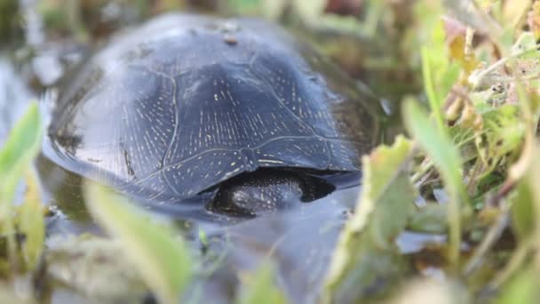 Schildkröte zeigt Kopf aus dem Wasser - Filmmaterial, Video
