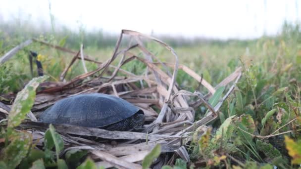 tortue se trouve parmi la végétation des marais - Séquence, vidéo