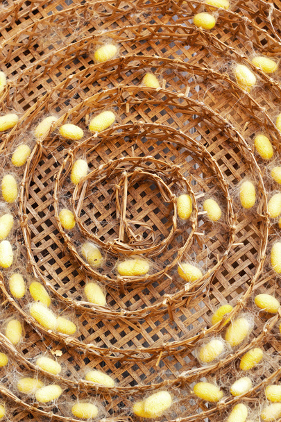 group of silk worm cocoons nests - Photo, Image