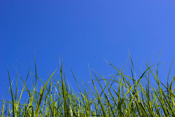 Zelená tráva zblízka proti jasně modrému oblohu.Dole nahoru. Prostor pro text na horě.Kopírovat.Mockup.Koncepce světlé budoucnosti - Fotografie, Obrázek