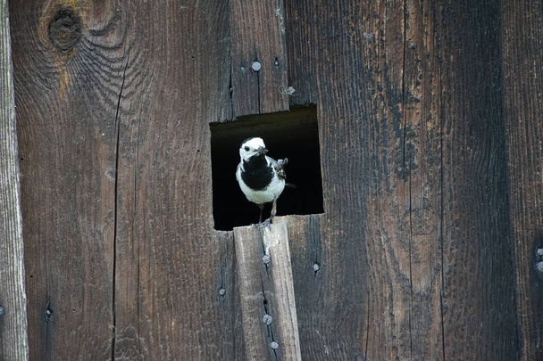  Close up of white wagtail (Motacilla alba), a small passerine bird at a wooden barn. - Photo, Image