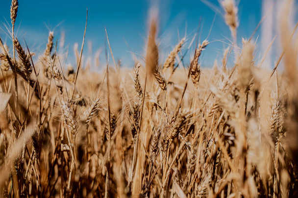 Campos de trigo no verão em Almargen, na Andaluzia Espanha
 - Foto, Imagem