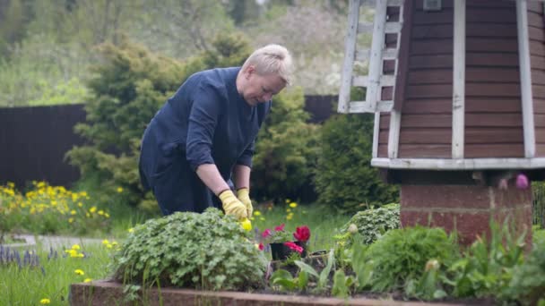 Bella donna contadino si prende cura del giardino, irrigazione aiuola nel cortile - Filmati, video