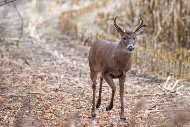 Six point white-tailed deer  buck (odocoileus virginianus) walking next to a cornfield during the rut - Photo, Image