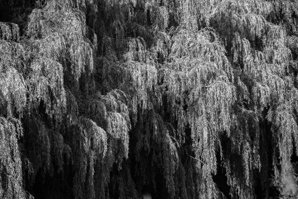 Плачущая ива (Salix babylonica) в конце лета в Висконсине
. - Фото, изображение