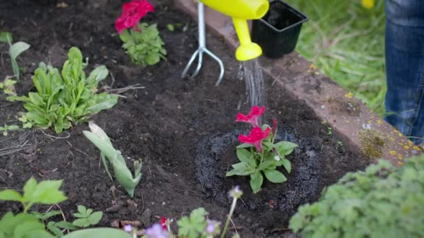 Close up gardener watering blooming petunia in outdoor flower bed, gardening - Footage, Video