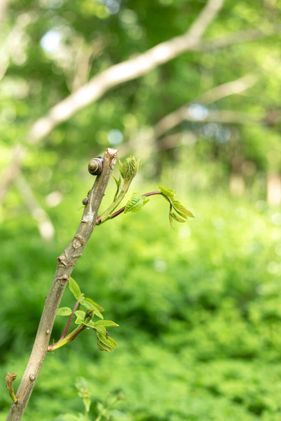 Snail on a tree branch in the forest - Zdjęcie, obraz