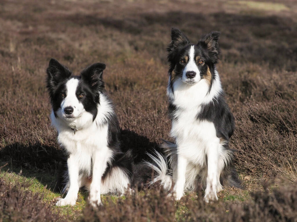 Dos perros collie fronterizos se sientan en el brezo
. - Foto, imagen