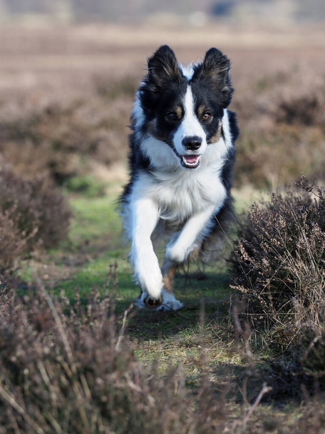 Un perro collie de la frontera corre a través del brezo
. - Foto, Imagen