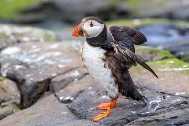 Atlantic standing on Farne Isles with his wings spread ear the small city of Seahouses  in the northeast of England, United Kingdom - Photo, Image