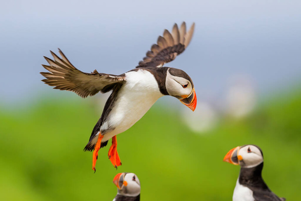 puffin flying on the Farne Isles just off the coast of England near the town of Seahouses - United Kingdom - Photo, Image
