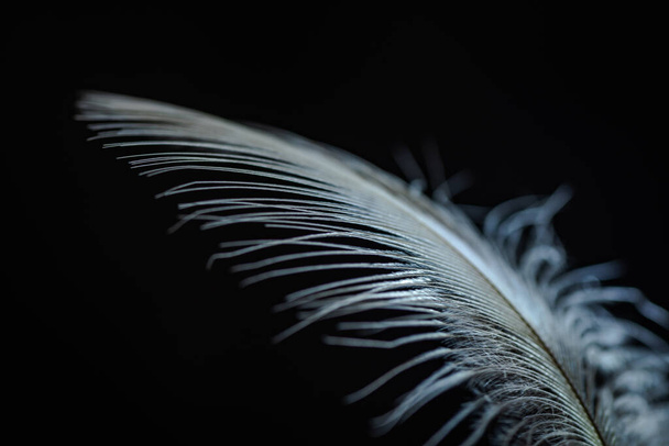 Zbliżenie drapieżnego ptaka pióro - Zdjęcie, obraz
