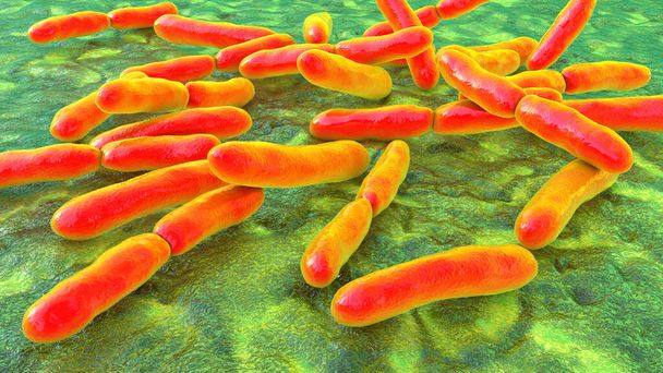Bacteria Bifidobacterium, gram-positive anaerobic rod-shaped bacteria which are part of normal flora of human intestine are used as probiotics and in yoghurt production. 3D illustration - Photo, Image