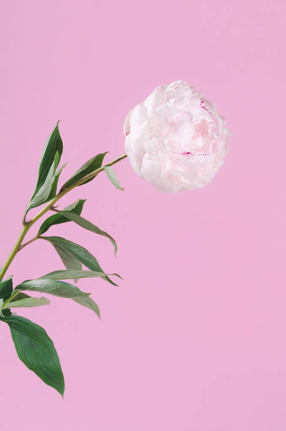 ピンクの背景に白い新鮮なふわふわの牡丹の花 - 写真・画像