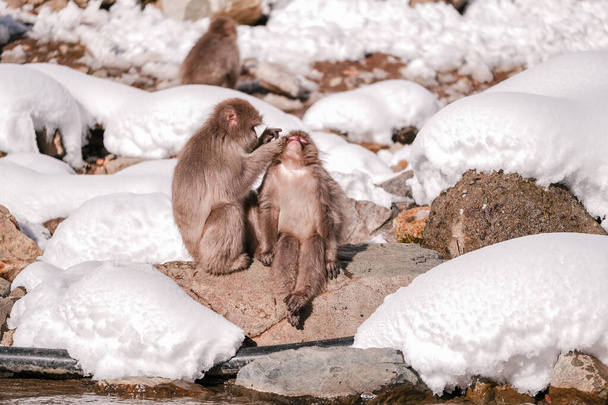 Schneeaffe sitzt in entspannter Haltung Während Freunde Zecken finden, Jigokudani Monkey Park in Japan. - Foto, Bild