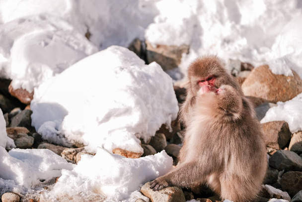 Μαϊμού ψάχνει για ένα τσιμπούρι στο φίλο του, Jigokudani Monkey Park στην Ιαπωνία. - Φωτογραφία, εικόνα